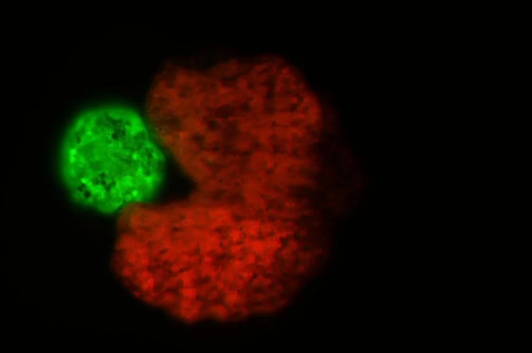 A red Pac-Man shaped cellular organism seeming to bite a small green circle. Scientists create tiny multicellular organisms called xenobots that can replicate, as well as swim, heal, and record information.