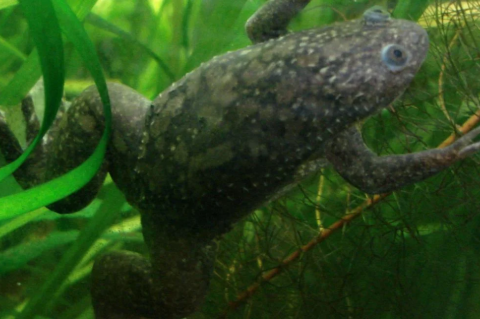 An African clawed frog under water with green vegetation. In effort led by Tufts scientists, frogs briefly treated with a five-drug cocktail administered by a wearable bioreactor were able to regrow a functional, nearly complete limb