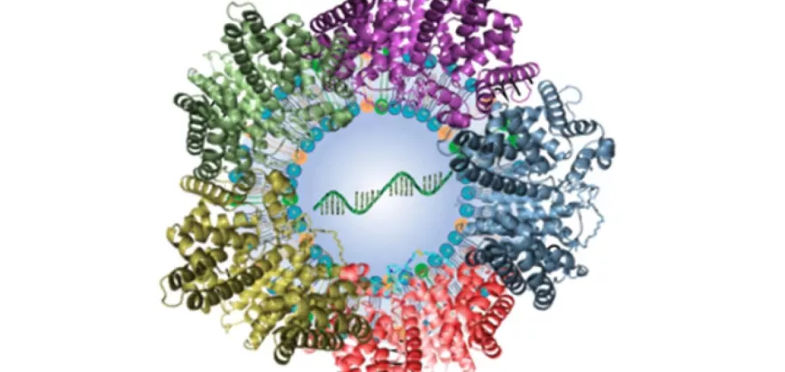 Targeting Gene Therapy Directly Into The Lungs | Graduate School Of ...