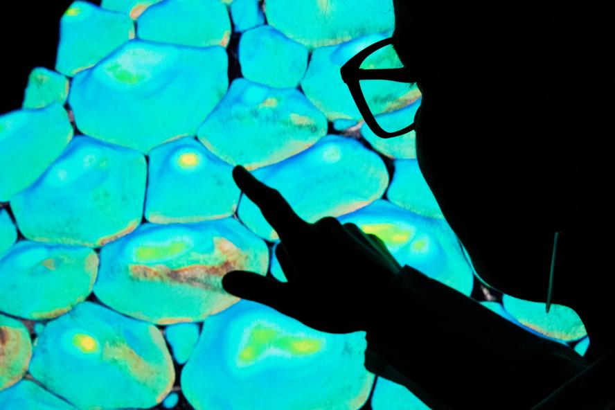 A researcher examines digital imaging of engineered tissue