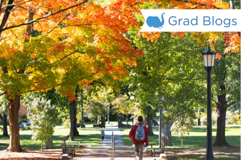 On a fall day, students walk across president lawn and the fallen trees