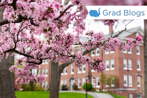 Image of a blooming cherry blossom tree on Tufts University campus