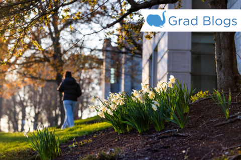 A student walks by the Tisch library. There are daffodils in bloom on the ground nearby 